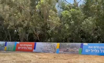 עצי האקליפטוס היועדים לכריתה. לפניהם גדר עם שלטים משקמים את נחל גליל ים