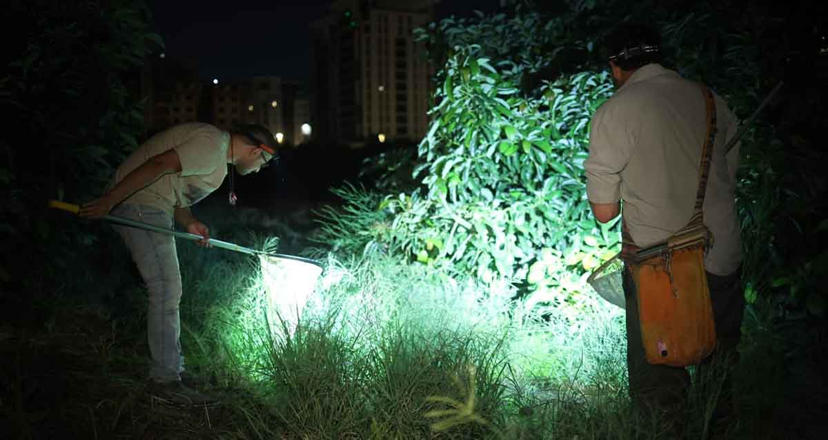 הצלת חיות בר ממתחם שמיועד לבנייה. שניים עם רשת לתפיסת פרפרים מאירים שיח.