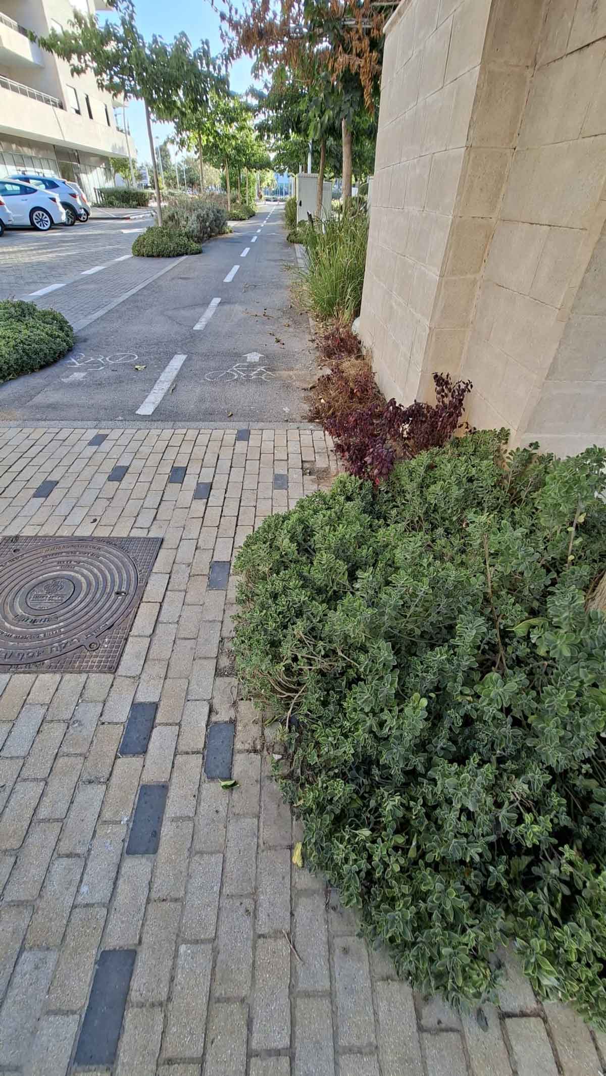 צמחייה גולשת לשביל אופניים