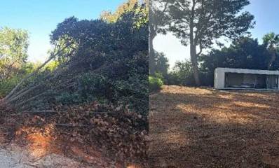 קולאז׳ של שתי תמונות. בימנית ג מנה המוזנח, בשמאלי עץ עקור בגן מנשה