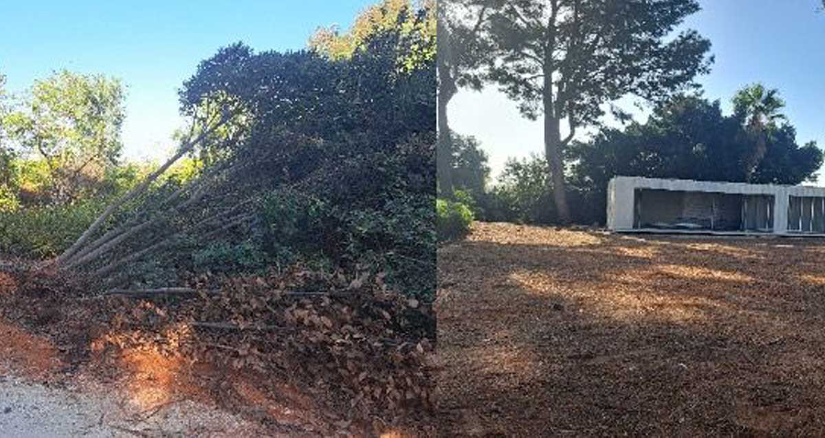 קולאז׳ של שתי תמונות. בימנית ג מנה המוזנח, בשמאלי עץ עקור בגן מנשה