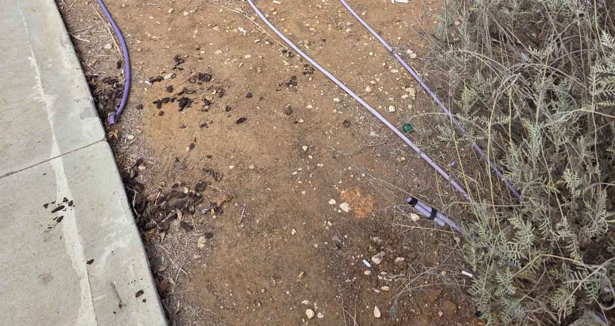 הפארק האקולוגי הוד השרון, מוזנח