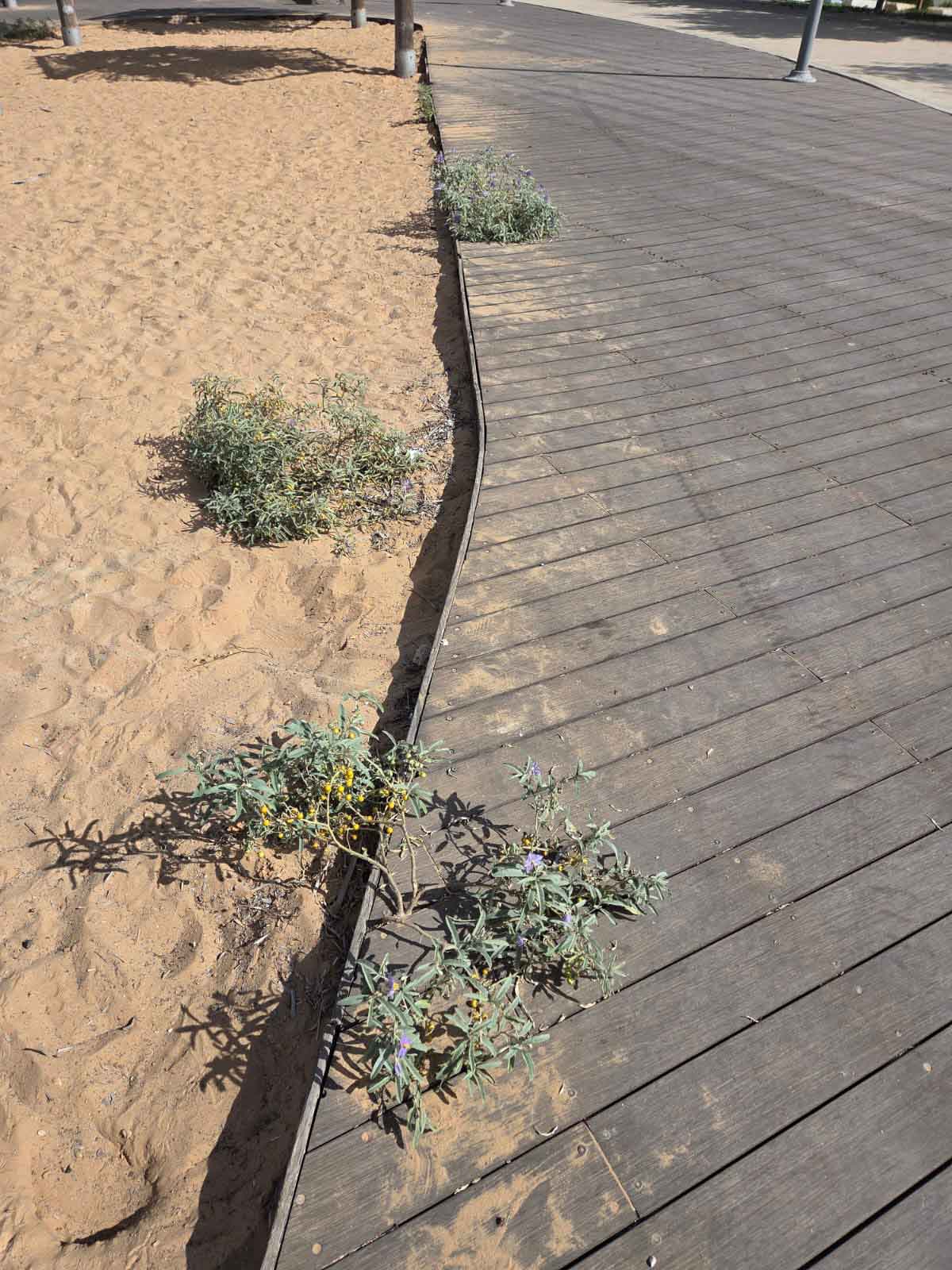 הפארק האקולוגי הוד השרון, מוזנח