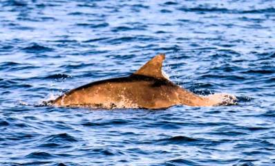 פנחס בלב ים. צילום: גיא לויאן