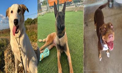 מימין לשמאל: אספרסו, נתי ולונה. צילום: כלביית רעננה