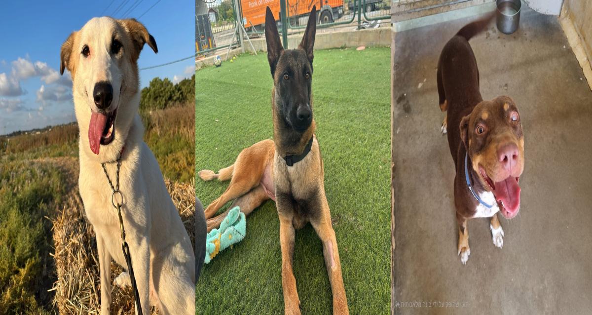 מימין לשמאל: אספרסו, נתי ולונה. צילום: כלביית רעננה