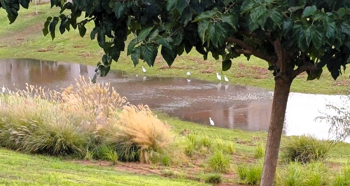 נחל גלילות אחרי הגשם. צילום: קוסטה ברודסקי