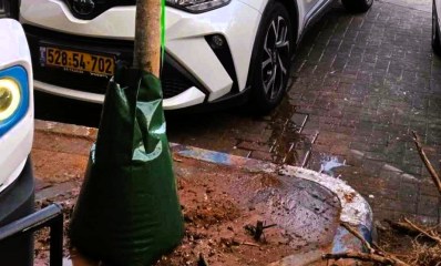 העץ החדש באוסישקין 61. צילום: עיריית רמה"ש