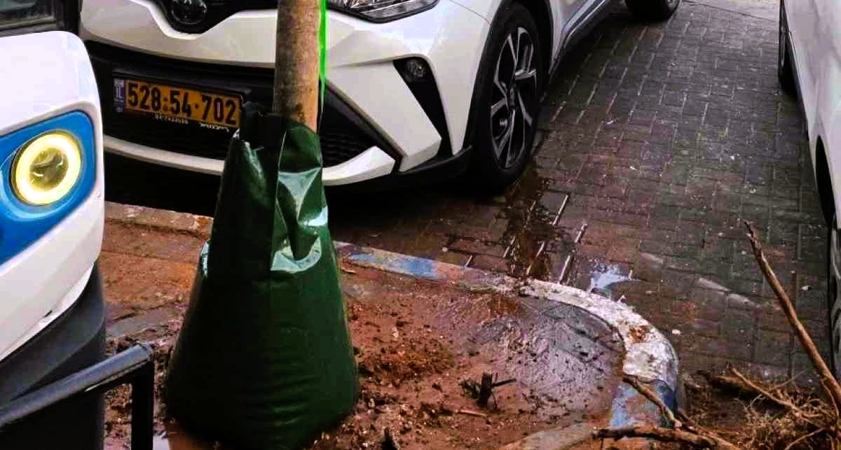 העץ החדש באוסישקין 61. צילום: עיריית רמה"ש