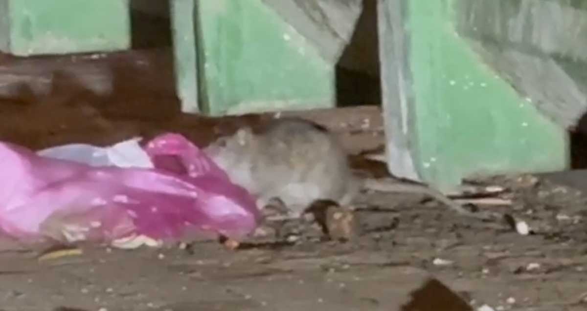 עכברוש נובר באשפה ברחוב