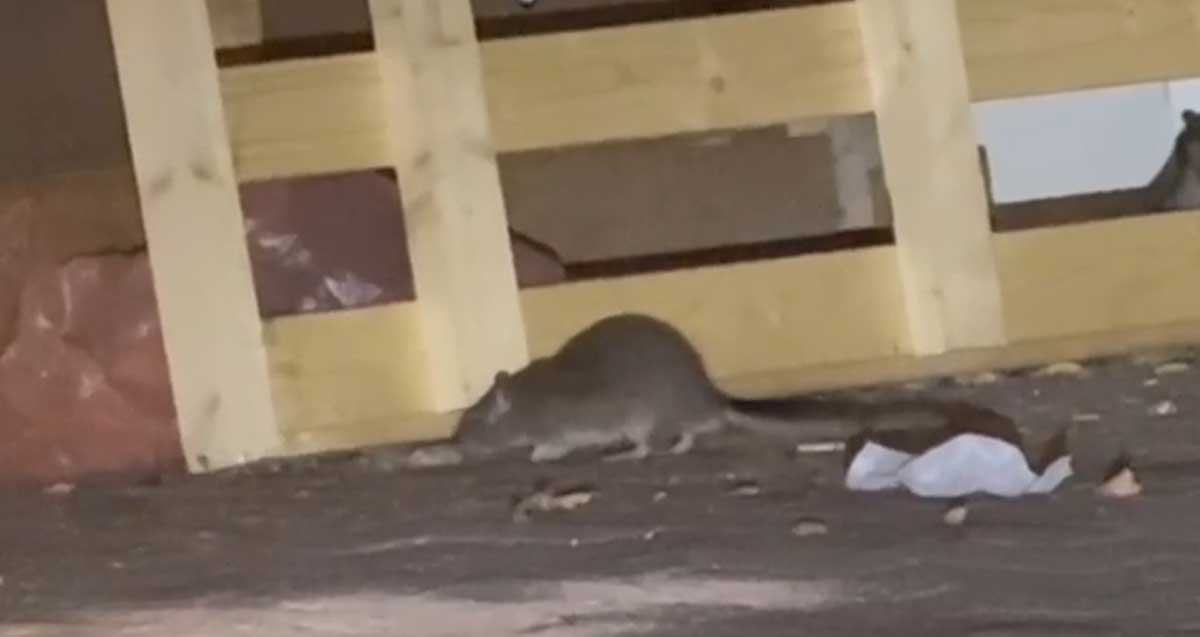 עכברוש נובר באשפה ברחוב