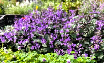 סיגליות ברמת השרון. צילום: אירית פינס, עיריית רמה"ש