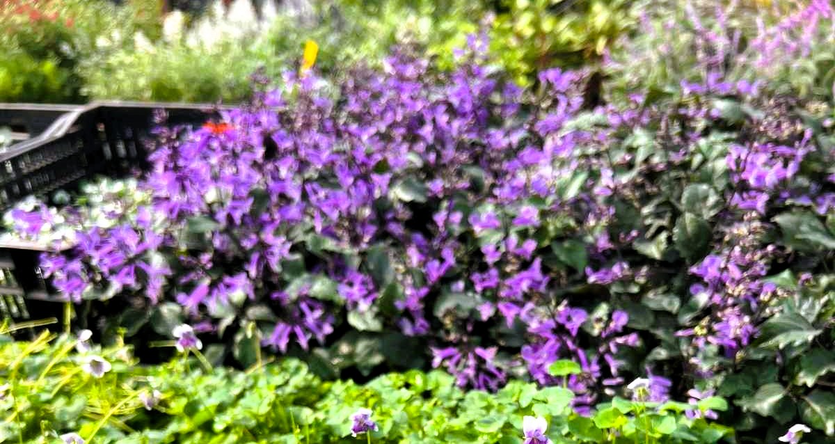 סיגליות ברמת השרון. צילום: אירית פינס, עיריית רמה"ש