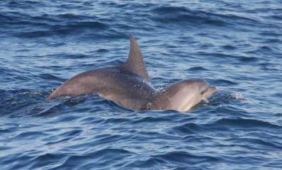 דולפינים בים מול חופי הרצליה