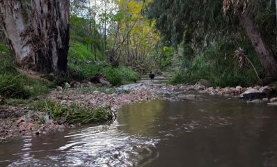 זרימה בנחל גלילות אחרי הגשם. כלב הולך בנחל בין העצים