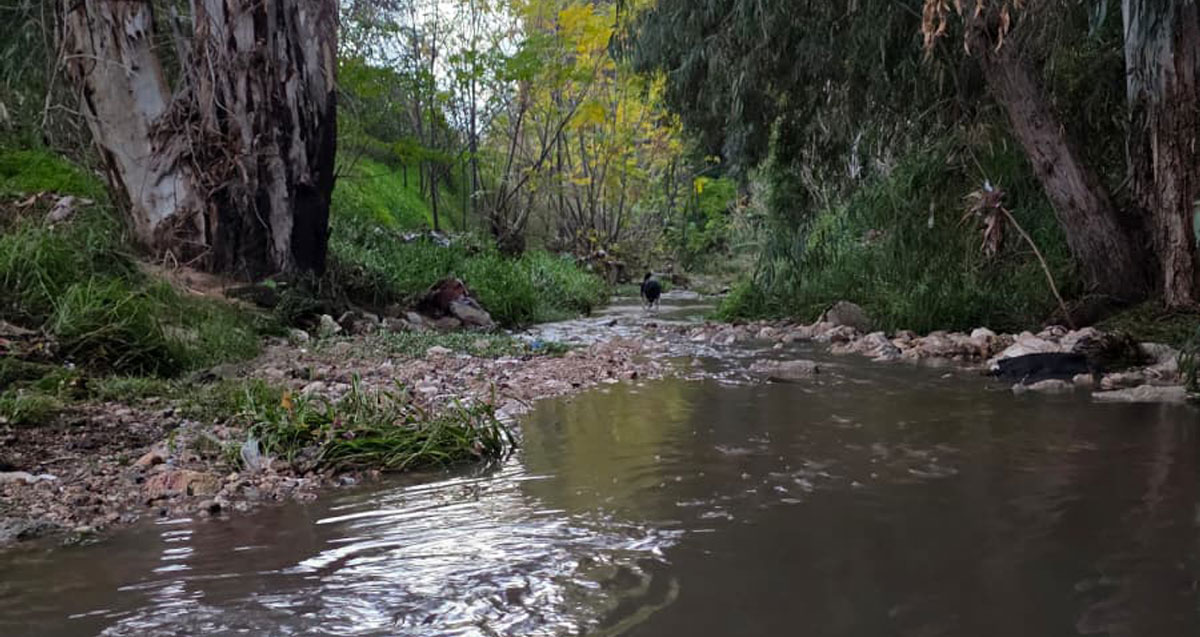זרימה בנחל גלילות אחרי הגשם. כלב הולך בנחל בין העצים