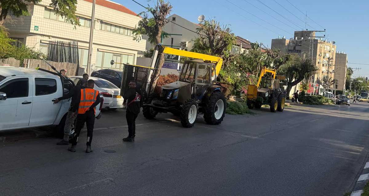 עובדי עיריית כפר סבא גוזמים עצים הקרובים לעמודי חשמל ברחוב ראשי בעיר
