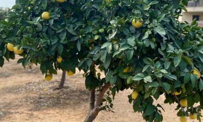 עץ פרי הדר בהוד השרון, צילום: עיריית הוד השרון