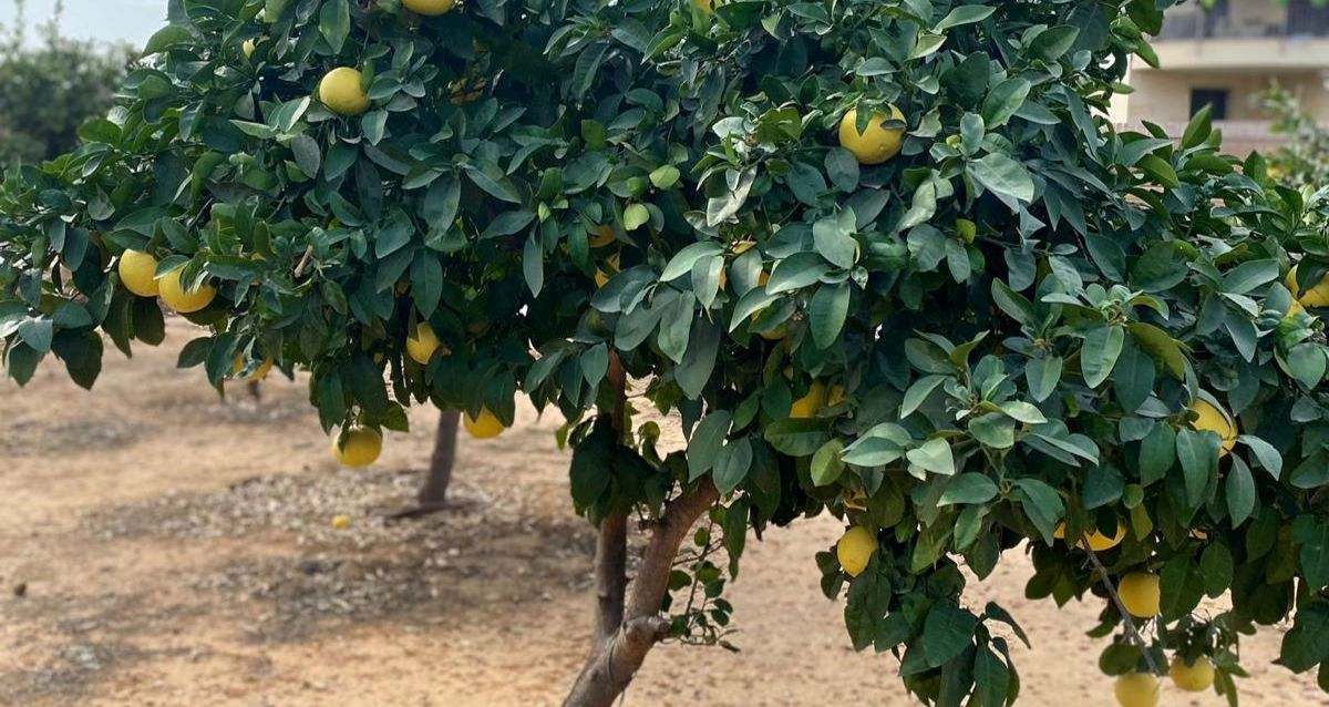 עץ פרי הדר בהוד השרון, צילום: עיריית הוד השרון
