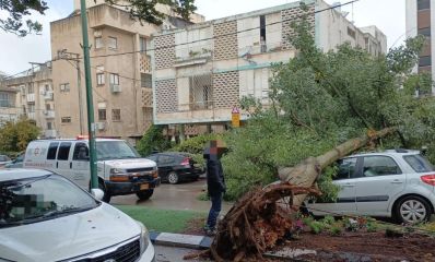 עץ קרס על רכב לבן פרטי בהרצליה, הנהג עומד ליד. צילום: מד"א