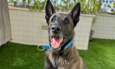 רלו הכלב - רועה בלגי שחור על דשא, צילום פרטי