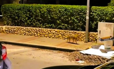 תן משוטט בהרצליה. צילום לפי סעיף 27א