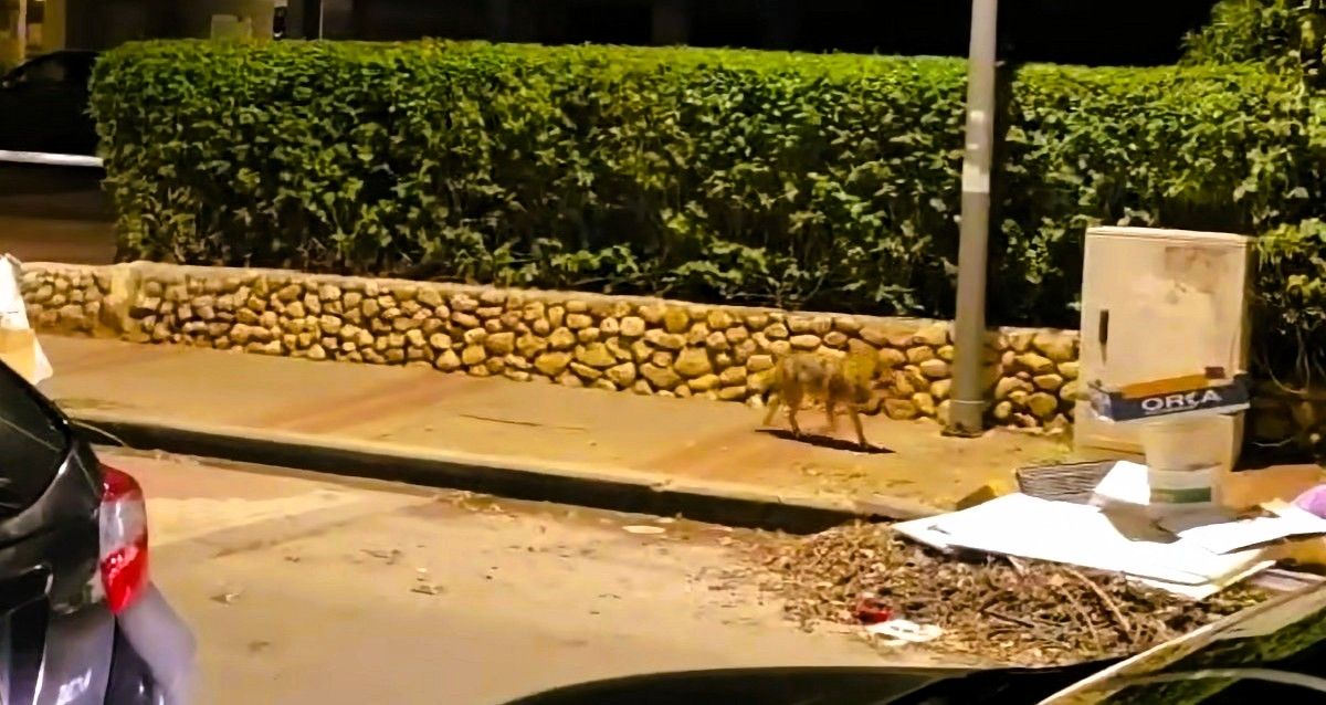 תן משוטט בהרצליה. צילום לפי סעיף 27א