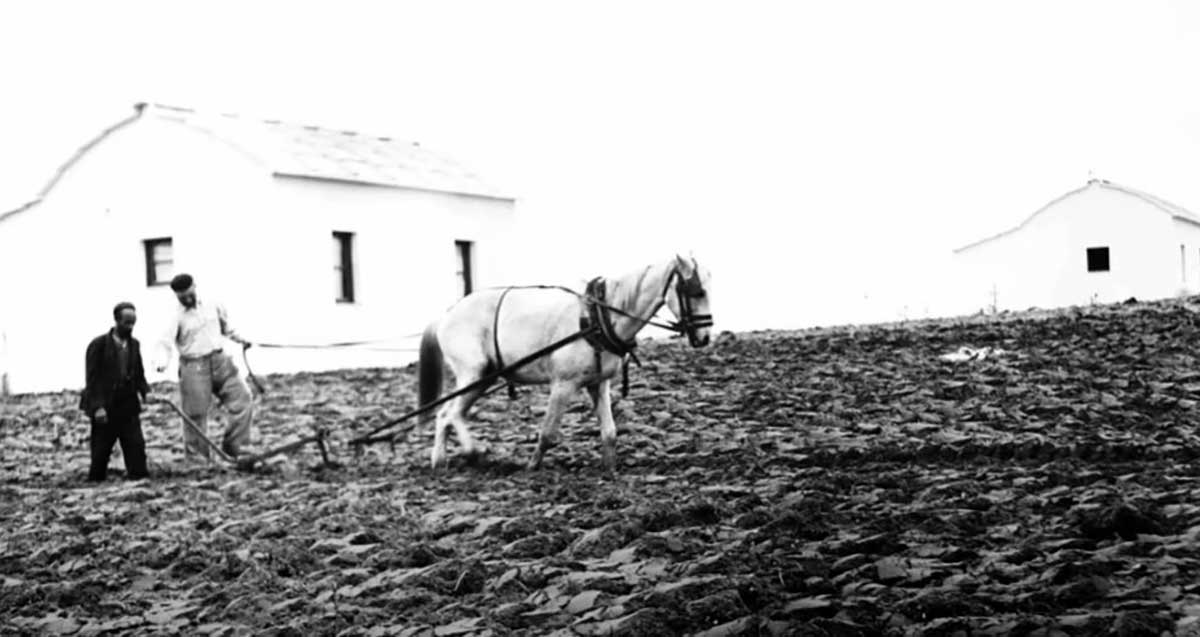 תמונה שחור לבן של סוג ומחרשה ושני אנשים חורשים את האדמה
