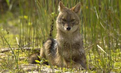 תן. צילום: יואל פלדי