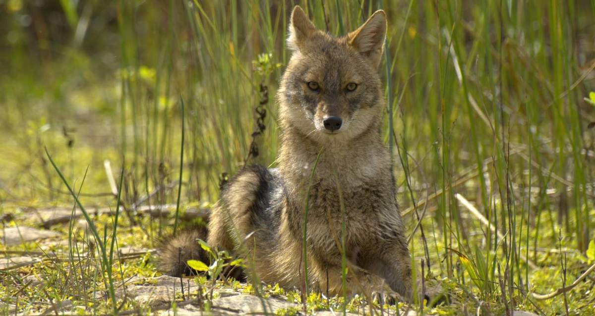 תן. צילום: יואל פלדי