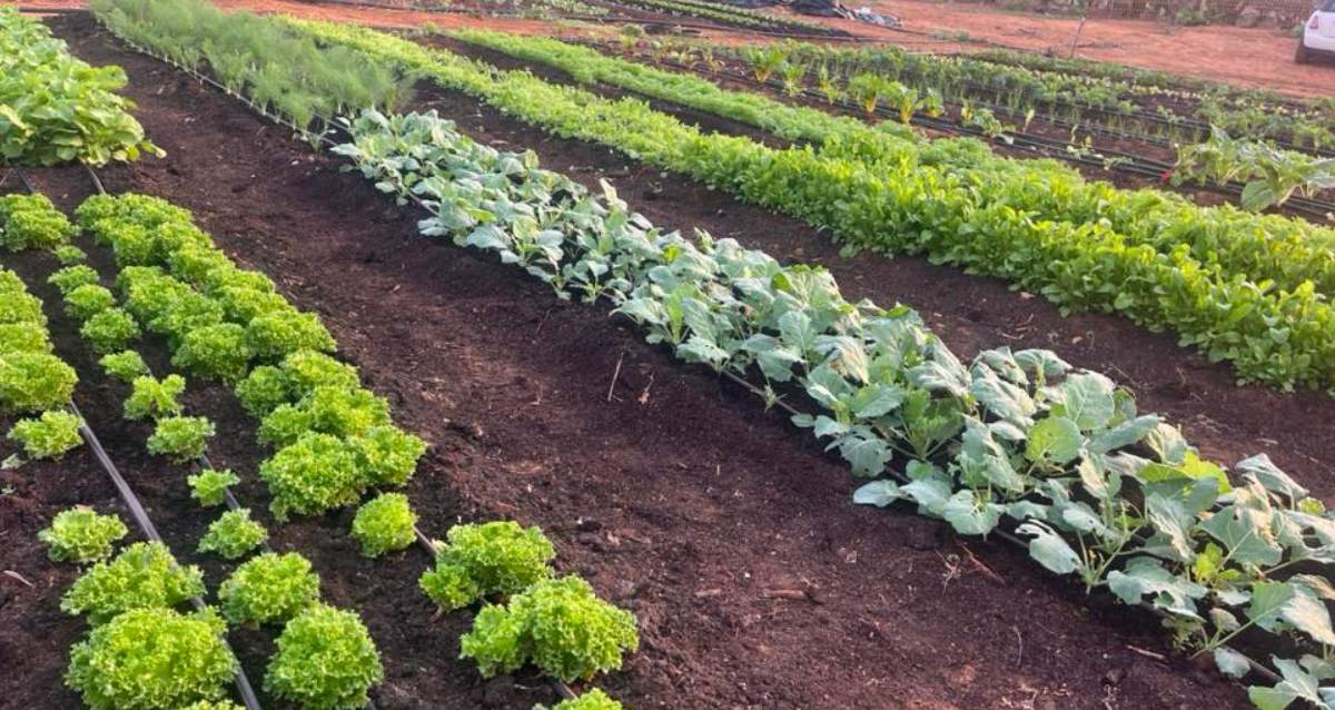 ערוגות בגן ירק עם שתילים של עלים ירוקים וחסות, צילום: עמנואל רובינסון