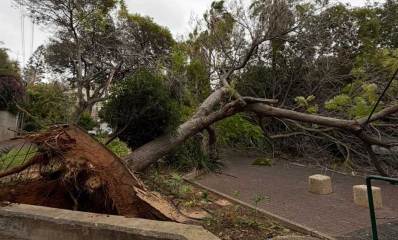 עץ קרס מהרוחות ונעקר משורשיו ברחוב הולנדי בהרצליה
