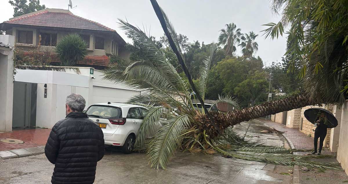 עץ דקל קרס מחצר בית קרע כבלי חשמל או טלפון וחסם רחוב ברמת השרון
