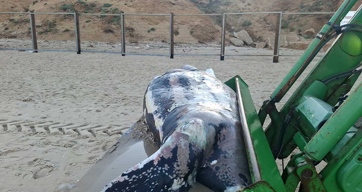 צב ים ענק נסחף לחופי הרצליה - דרומית לחוף הנפרד. מפונה על כף של טרקטור ירוק