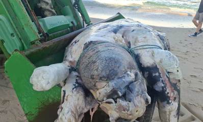 צב ים ענק נסחף לחופי הרצליה - דרומית לחוף הנפרד. מפונה על כף של טרקטור ירוק