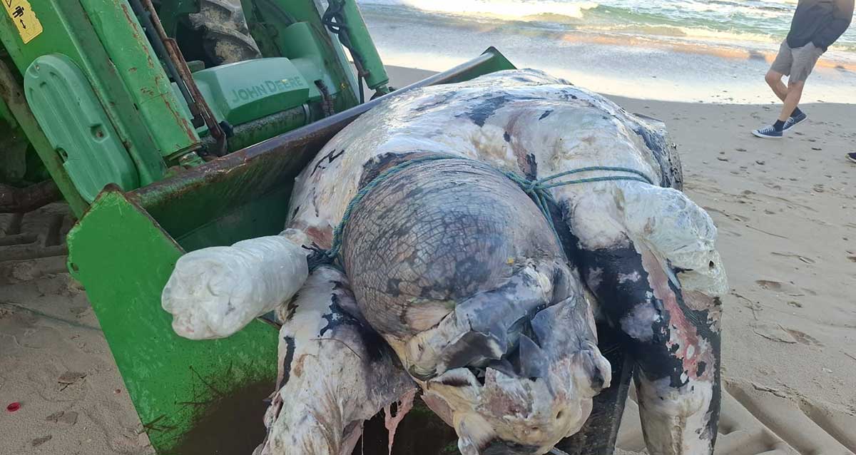 צב ים ענק נסחף לחופי הרצליה - דרומית לחוף הנפרד. מפונה על כף של טרקטור ירוק