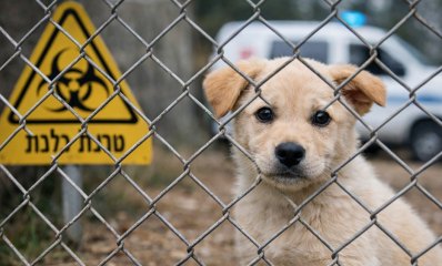 כלבת בכפר סבא. עיבוד AI - מדיה היפר לוקאלית