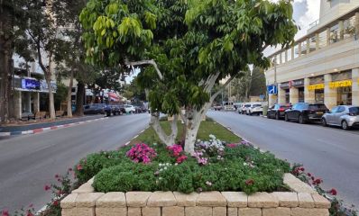 פרחים חדשים באדניות בכיר, צילום: עיריית רמת השרון