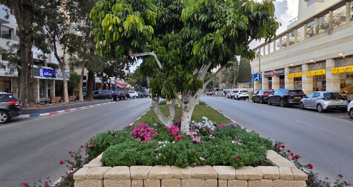 פרחים חדשים באדניות בכיר, צילום: עיריית רמת השרון