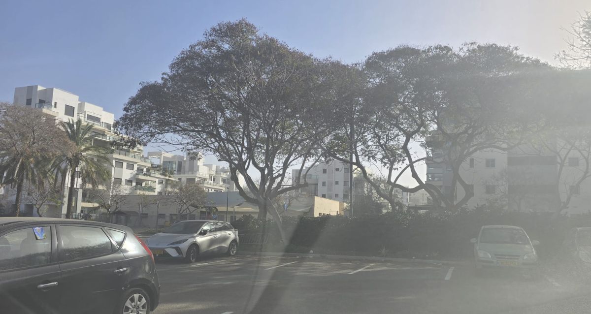 רחוב בהרצליהעם עצים ומכוניות מכוסות באבק בעקבות האובך, צילום: שרון אונליין