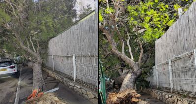 תמונה מחולקת: שתי זוויות של עץ שקרס ברחוב קלישר על גן ילדים, צילום: מתוך רשתות חברתיות לפי סעיף 27א'