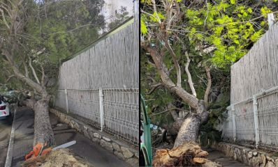 תמונה מחולקת: שתי זוויות של עץ שקרס ברחוב קלישר על גן ילדים, צילום: מתוך רשתות חברתיות לפי סעיף 27א'