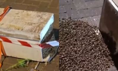 תמונה מחולקת: קופסת עץ לבנה המדמה כוורת ונחיל של אלפי דבורים ברחוב. צילום: מתוך הפייסבוק של חיים ברוידא