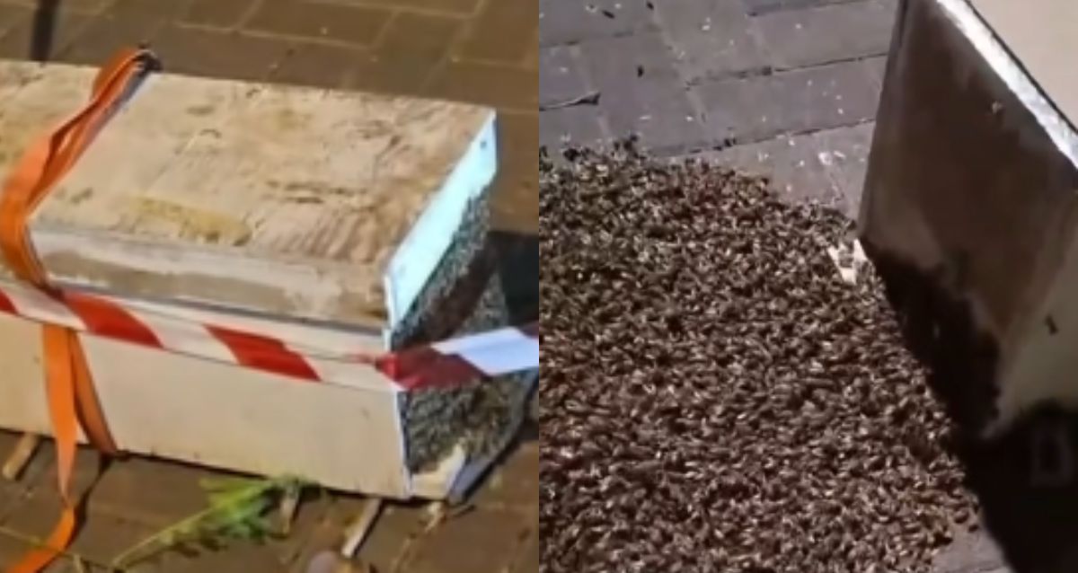 תמונה מחולקת: קופסת עץ לבנה המדמה כוורת ונחיל של אלפי דבורים ברחוב. צילום: מתוך הפייסבוק של חיים ברוידא