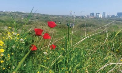 כלניות בתל מיכל, צילום: עיריית הרצליה