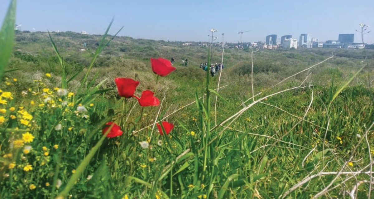 כלניות בתל מיכל, צילום: עיריית הרצליה