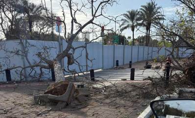 אתר בניית "הקונגרס" - עצים כרותים בהרצליה