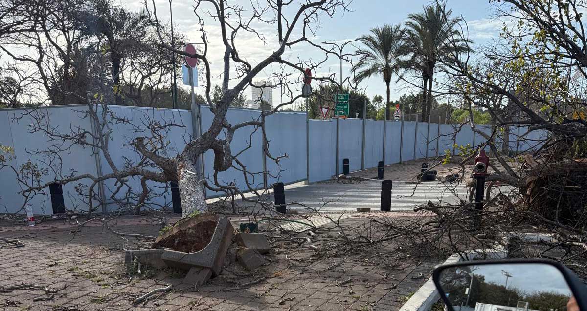 אתר בניית "הקונגרס" - עצים כרותים בהרצליה