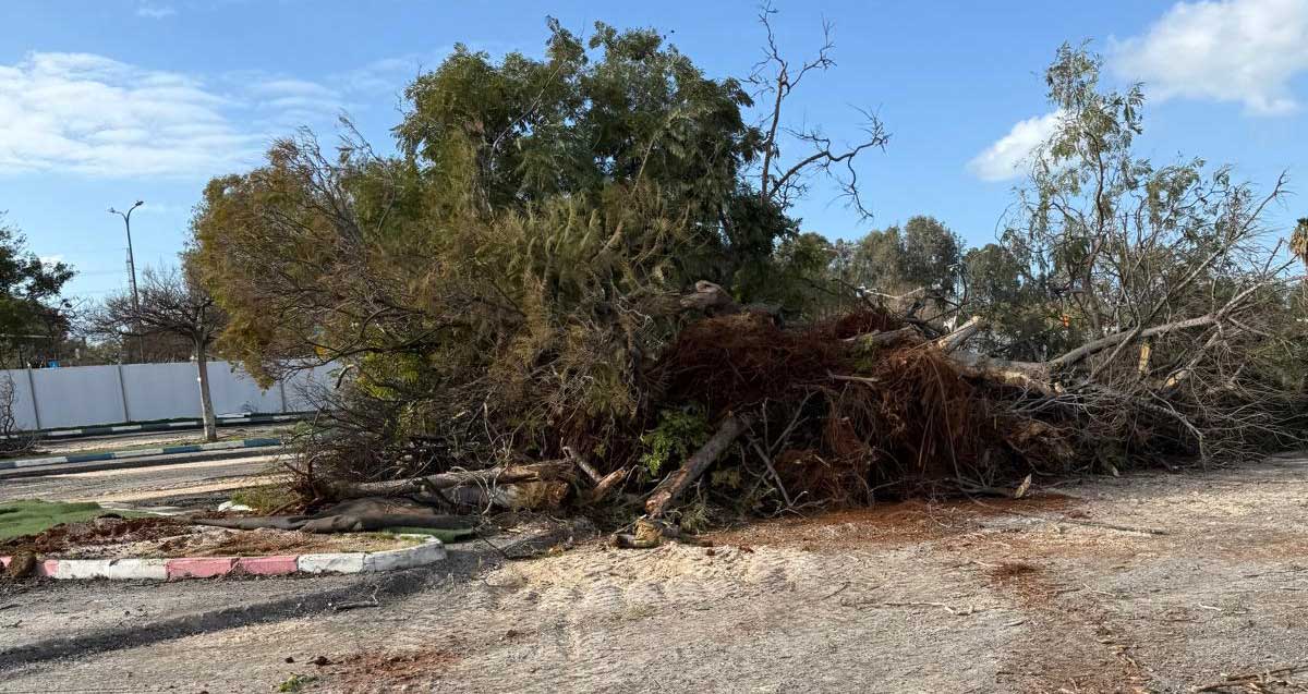 אתר בניית "הקונגרס" - עצים כרותים בהרצליה