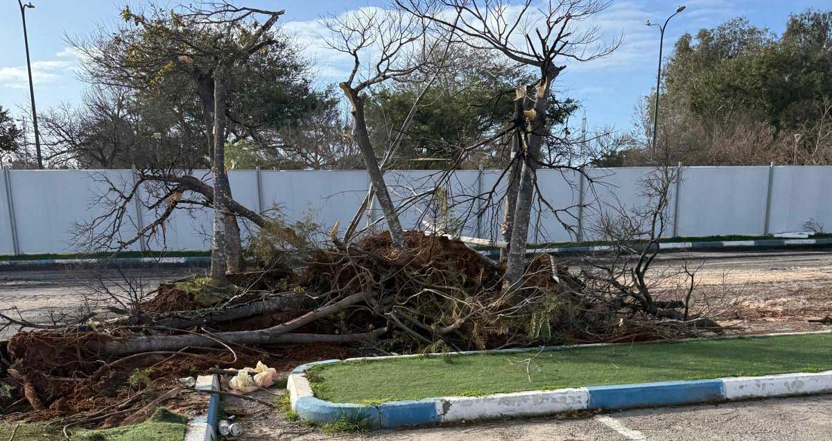 אתר בניית "הקונגרס" - עצים כרותים בהרצליה